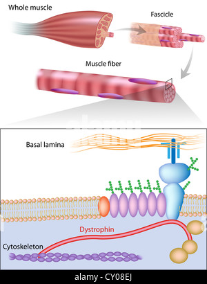 La structure musculaire montrant l'emplacement de la dystrophine dans la membrane des cellules musculaires Banque D'Images