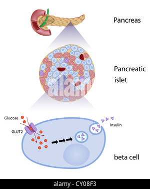 Le glucose induit la libération d'insuline dans la cellule bêta Banque D'Images