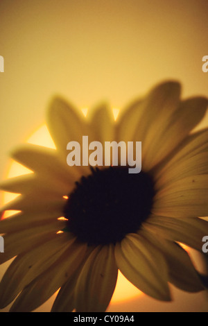 Fleur jaune Banque D'Images