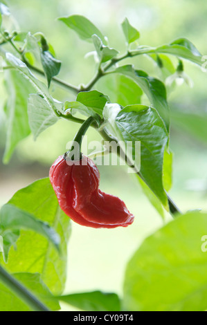 Un Naga Dorset Chilly Pepper (parmi les plus chaudes chilly variétés connu) croissant sur l'usine, red hot, mûrs et prêts pour la cueillette. Banque D'Images