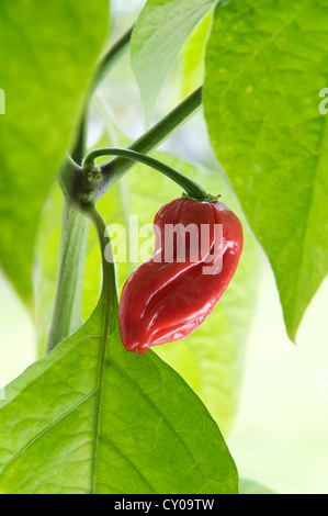 Un Naga Dorset Chilly Pepper (parmi les plus chaudes chilly variétés connu) croissant sur l'usine, red hot, mûrs et prêts pour la cueillette. Banque D'Images