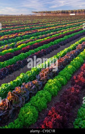 Les cultures de laitue d'hiver, Imperial Valley, California Banque D'Images