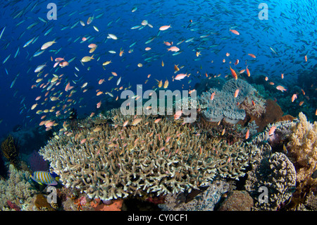 Plusieurs espèces de petits poissons tels que les demoiselles, fusiliers, et d'anthias se nourrissent de plancton dans la colonne d'eau Banque D'Images