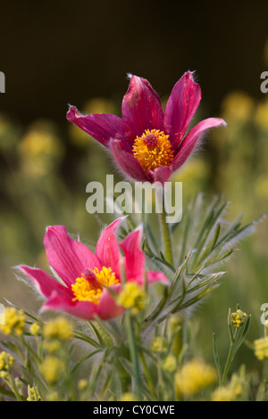 L'anémone pulsatille commune Pulsatilla vulgaris (fleurs) dans un jardin, Erfurt, Thuringe Banque D'Images