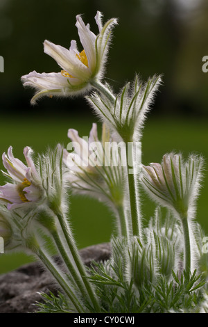 L'anémone pulsatille commune Pulsatilla vulgaris (fleurs) dans un jardin, Erfurt, Thuringe Banque D'Images