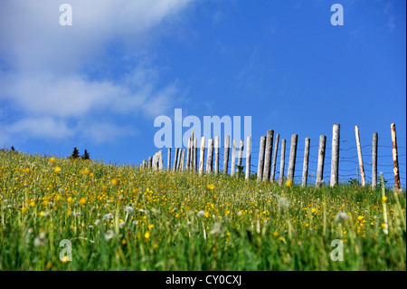 La floraison pré alpin contre un ciel bleu, Ramsau, Berchtesgaden-campagne, Haute-Bavière, région Bavière Banque D'Images