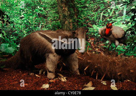 Scène reconstruit d'une jungle d'Amérique du Sud avec des animaux en peluche, le sud de Tamandua ou fourmilier à collier (Tamandua Banque D'Images