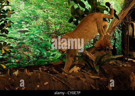 Scène reconstruit d'une jungle d'Amérique du Sud avec des animaux empaillés, Puma (Puma concolor), exposition spéciale au Musée de Banque D'Images