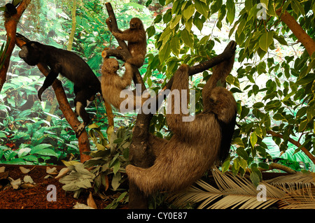 Scène reconstruit d'une jungle d'Amérique du Sud avec des animaux en peluche, singe hurleur (Alouatta sp.), Trois-toed Sloth (Bradypus Banque D'Images