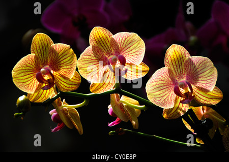 Orchidée papillon (Phalaenopsis hybride) Banque D'Images