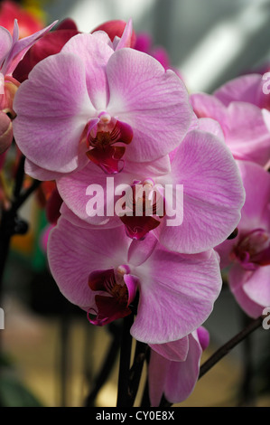 Orchidée papillon (Phalaenopsis hybride) Banque D'Images