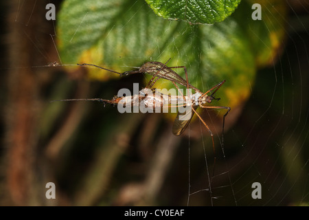 Daddy Longlegs Tipule ou piégées dans Orb Spider web. Banque D'Images