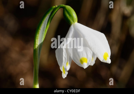 Printemps Leucojum vernum (flocon), la floraison Banque D'Images