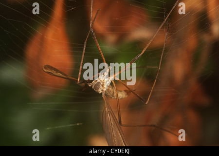 Daddy Longlegs Tipule ou piégées dans Orb Spider web. Banque D'Images