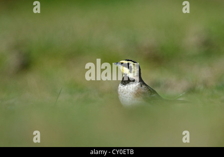 Shore Lark Eremophila alpestris Claj Norfolk hiver Banque D'Images