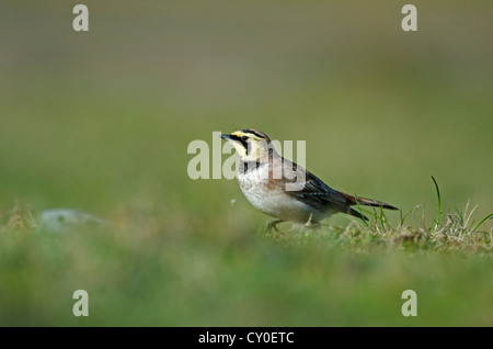 Shore Lark Eremophila alpestris Claj Norfolk hiver Banque D'Images
