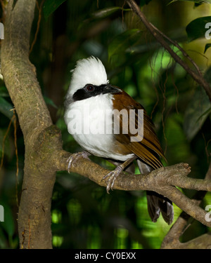 White-crested rire Garrulax leucolophus Muguet Prisonnier Banque D'Images