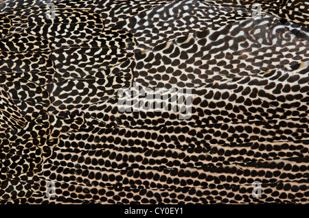 Détail de la grande plumage Argusianus argus, argus Faisan d'Asie en captivité mâle Banque D'Images