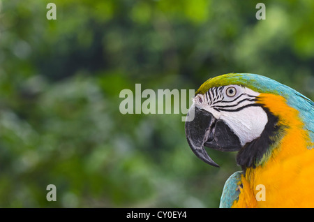 Blue-and-Yellow Macaw (Ara ararauna) Banque D'Images