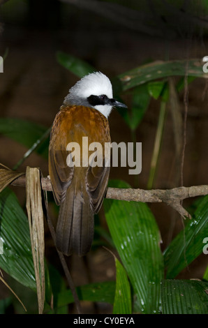 White-crested rire Garrulax leucolophus Muguet Banque D'Images