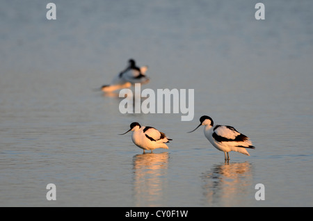 Avocettes Recurvirostra avosetta Claj Norfolk Banque D'Images