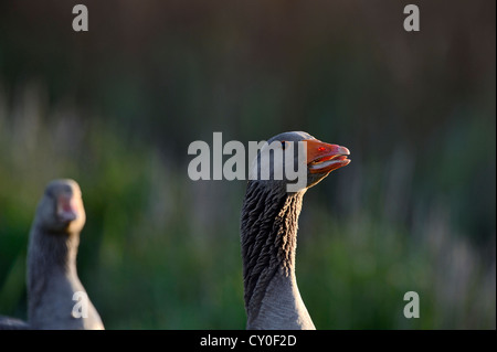 Oie cendrée Anser anser Claj Norfolk peut Banque D'Images