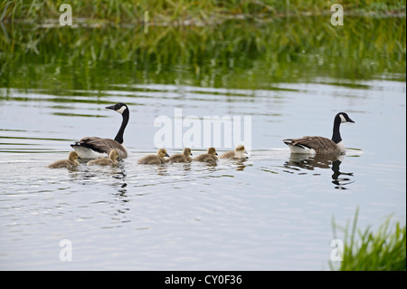 La Bernache du Canada Branta canadensis en famille d'oisons d'été Norfolk Banque D'Images