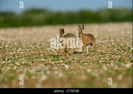 Lièvre brun Lepus europaeus buck chasing doe peut Norfolk Banque D'Images