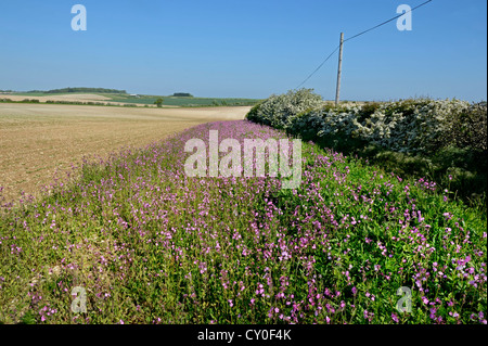 Marge de fleurs sauvages plantés avec Red Campion le long du bord du champ arable peut Norfolk Banque D'Images