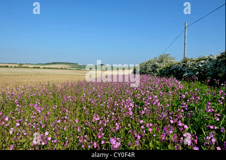 Marge de fleurs sauvages plantés avec Red Campion le long du bord du champ arable peut Norfolk Banque D'Images