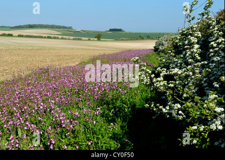 Marge de fleurs sauvages plantés avec Red Campion le long du bord du champ arable peut Norfolk Banque D'Images