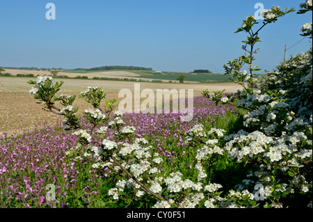 Marge de fleurs sauvages plantés avec Red Campion le long du bord du champ arable peut Norfolk Banque D'Images