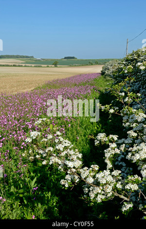 Marge de fleurs sauvages plantés avec Red Campion le long du bord du champ arable peut Norfolk Banque D'Images