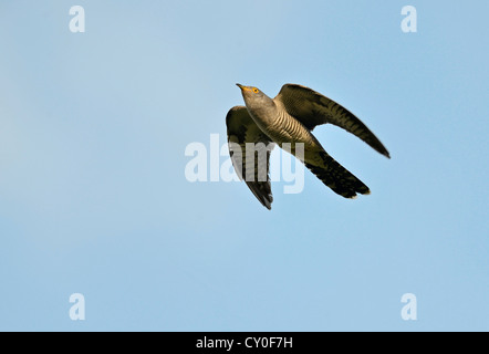 Cuckoo Cuculus canorus Common Norfolk mâle Banque D'Images