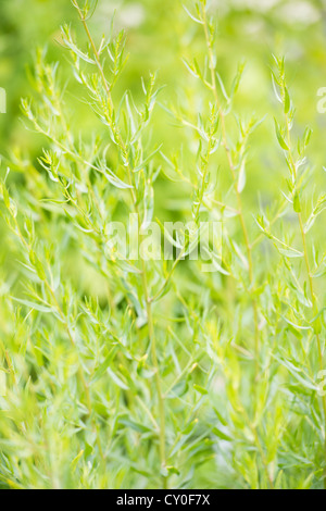 Green, venu en potager plantes estragon Banque D'Images