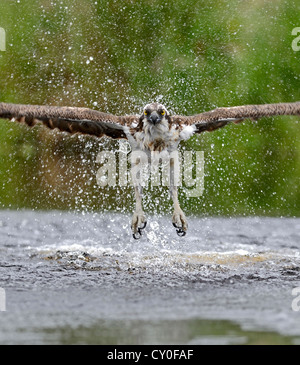 Osprey Pandion haliatus Inverdruie pêche Fish Farm Speyside Ecosse Juillet Banque D'Images