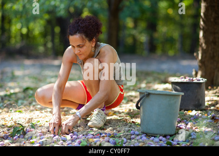 Young Woman picking prunes au moment de la récolte dans la benne Banque D'Images