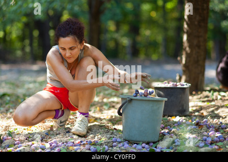 Young Woman picking prunes au moment de la récolte dans la benne Banque D'Images