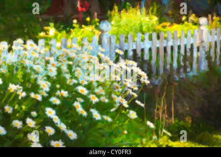 Marguerites Shasta devant une clôture blanche dans le jardin en été. Banque D'Images