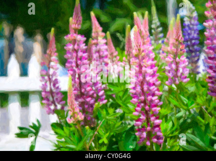 Lupins roses le long d'une clôture blanche dans le jardin. Banque D'Images