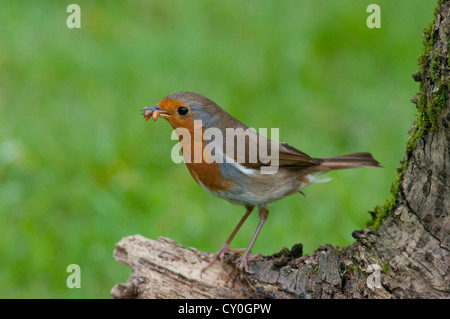 Un gros plan d'un Robin avec un bec plein de vers de farine Banque D'Images