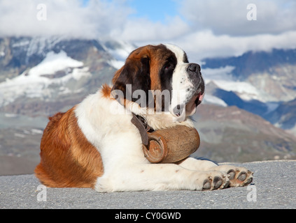 Saint Bernard chien avec fût prêt pour l'opération de sauvetage Banque D'Images