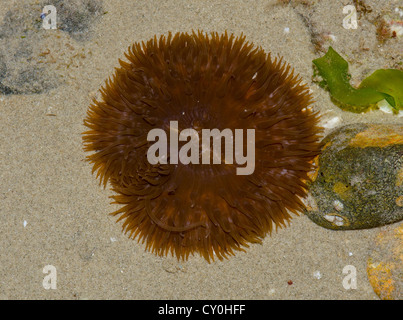 Anémone de mer Daisy (Cereus pedunculatus). Sussex, UK Banque D'Images