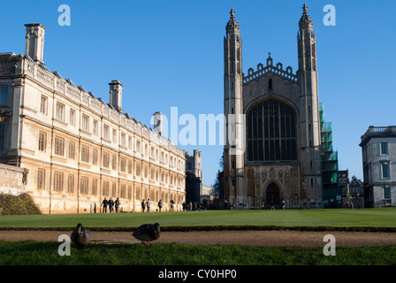 Deux dunks sur la pelouse en face de Kings College Chapel' et l'ancienne Cour de Clare College Banque D'Images