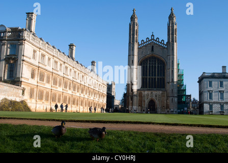 Deux dunks sur la pelouse en face de Kings College Chapel' et l'ancienne Cour de Clare College Banque D'Images