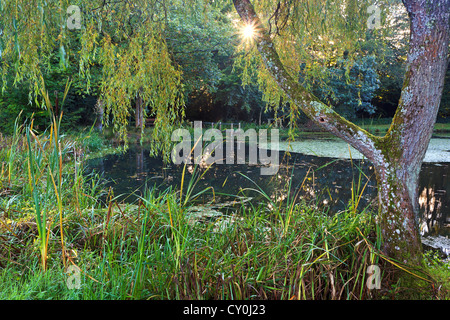 Un saule surplombant l'enflure Hill Pond dans le Hampshire en Angleterre Banque D'Images