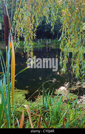 Photo de la jetée de l'enflure Hill Pond dans le Hampshire Angleterre encadrée par un roseau et willow qui surplombe l'eau. Banque D'Images