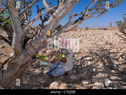 La collecte de vieil homme dans le Wadi Dawkah encens, Oman Banque D'Images