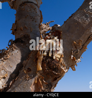 Gomme dans l'arbre d'encens, Wadi Dawkah, Oman Banque D'Images