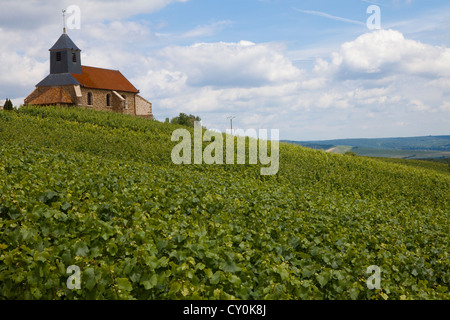 Vignoble de champagne, France Banque D'Images